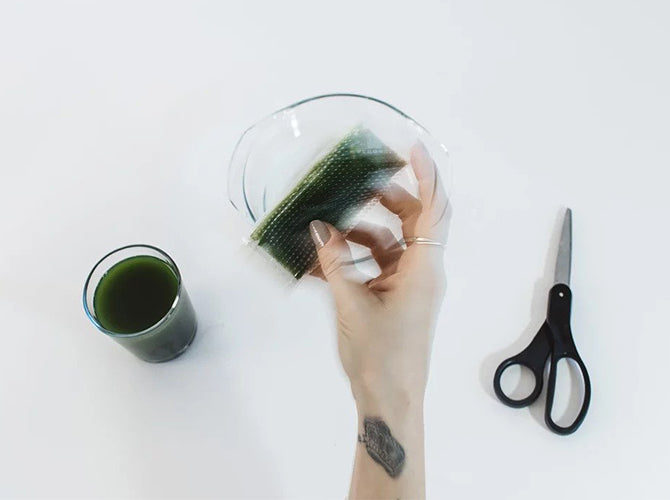 Wheatgrass juice being removed from thawing container