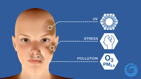 A computer model of the human face, with information on its right, depicting skin damage via UV, stress, and pollution.