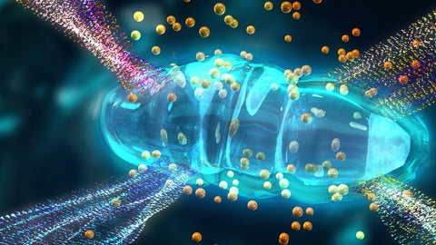 An animation of a blue, oval skin cell receiving waves of microcurrent, depicting recharging the skin cells energy