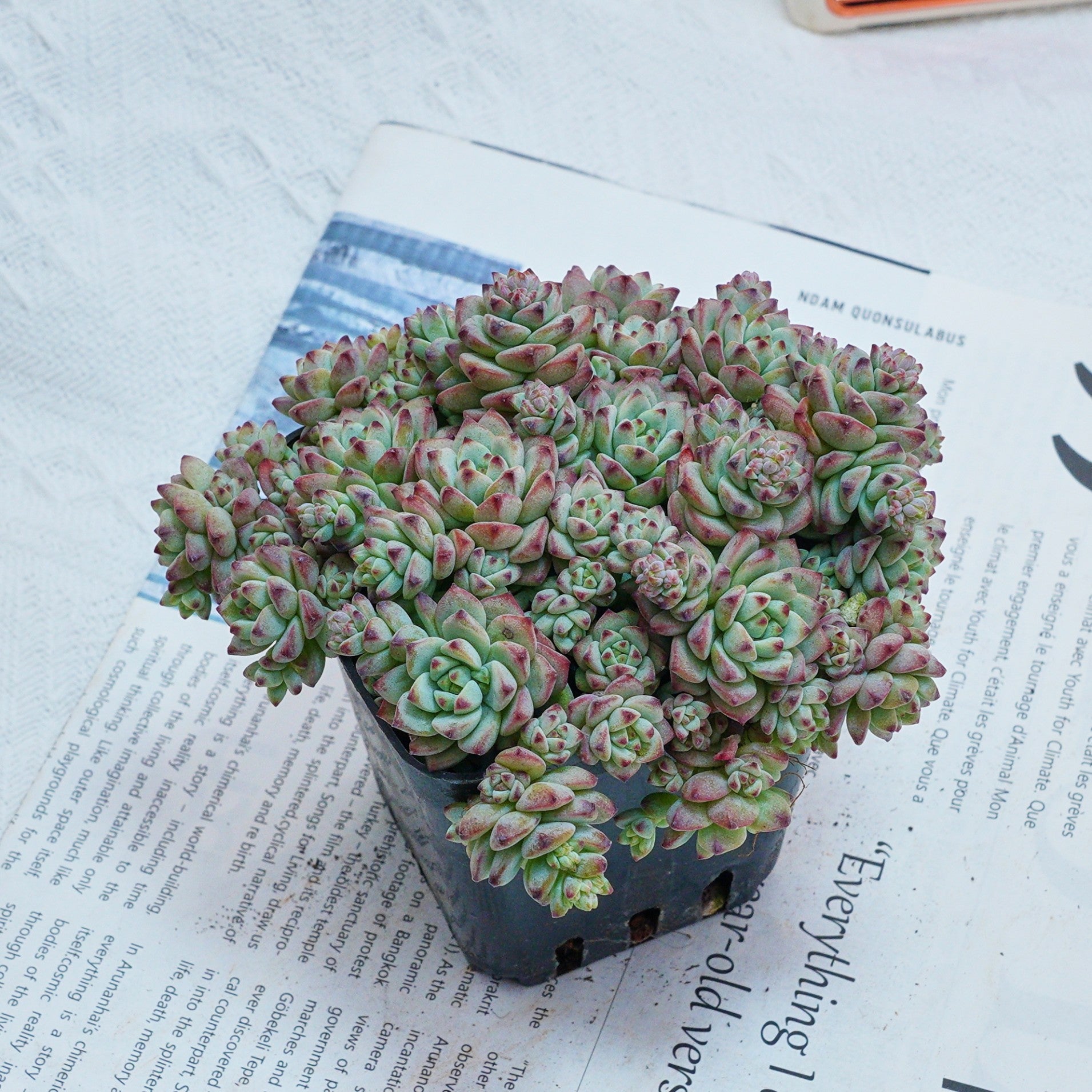 3'' Echeveria Caramel Spirit, Rare Live Succulent Plants