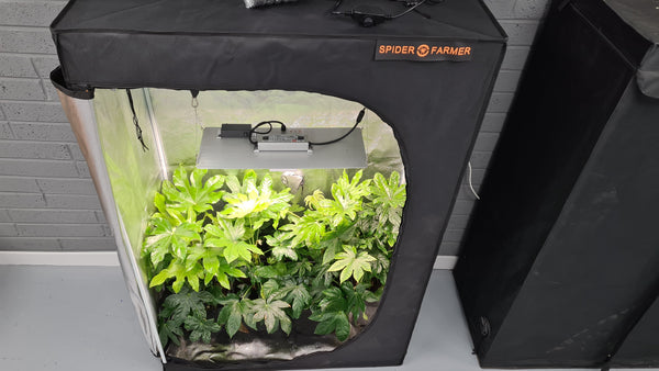 Spider Farmer SF2000 in a 4ft x 2ft grow tent