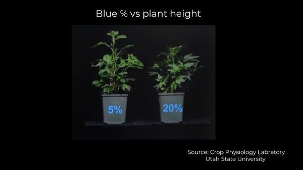 Increasing the percentage of blue in the grow light spectrum will reduce plant height