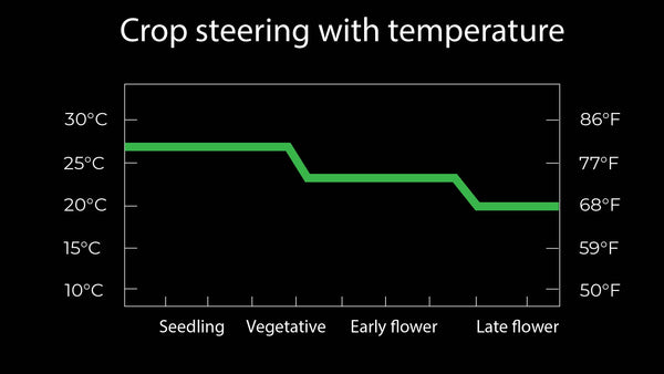 crop steering cannabis with temperature control