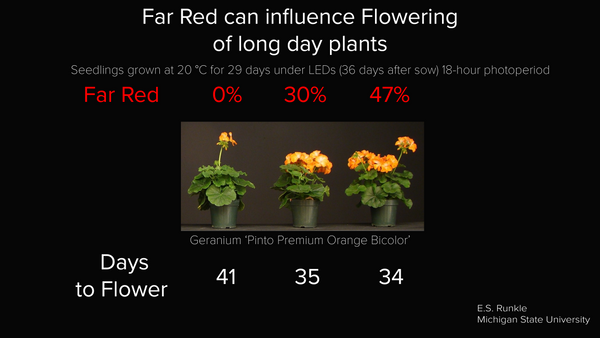 L'augmentation du rouge lointain a amené les plantes à jours longs à produire plus de fleurs