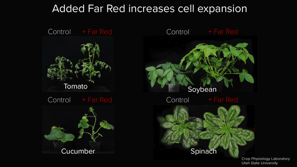 Far red causes cell expansion and tall or stretched plants