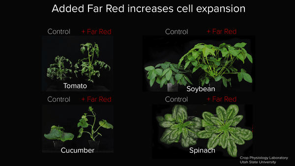 L'augmentation de la proportion de rouge lointain par rapport au rouge entraîne l'étirement ou la croissance des plantes.