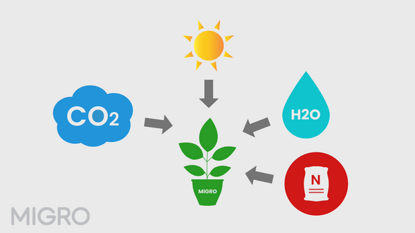 Photosynthesis reaction uses PAR photos, CO2, water and nutrients to fuel plant growth