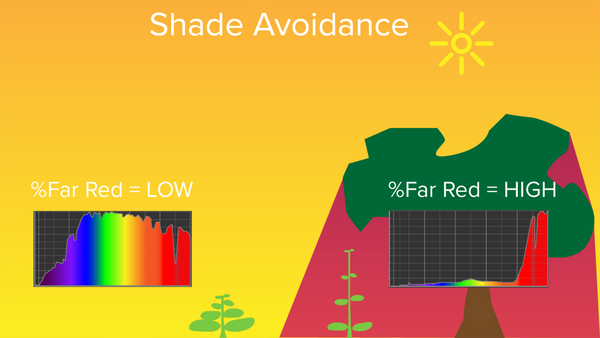 Les plantes détectant un pourcentage élevé de rouge lointain dans le spectre éviteront l'ombre en grandissant.