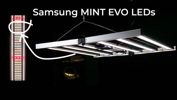 Examen de la lampe de culture Mammoth Mint Evo LED