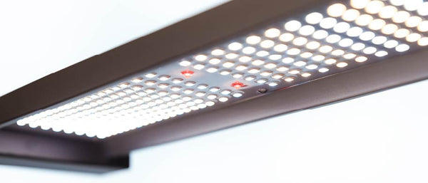 ARAY 5X5 LED élèvent des barres de lumière LED en gros plan