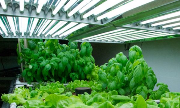 Fluorescent grow lights are no longer used and are being phased out in most markets