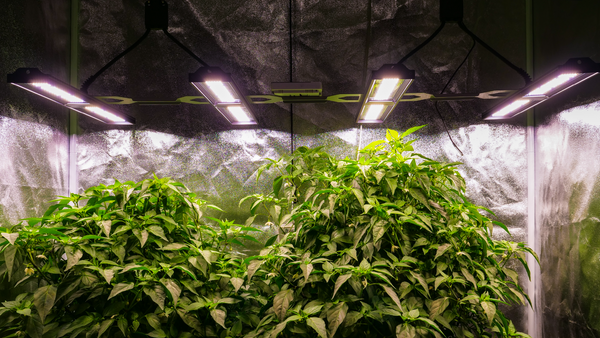 white light allows growers to inspect plant health for pests nutrient deficiencies  etc