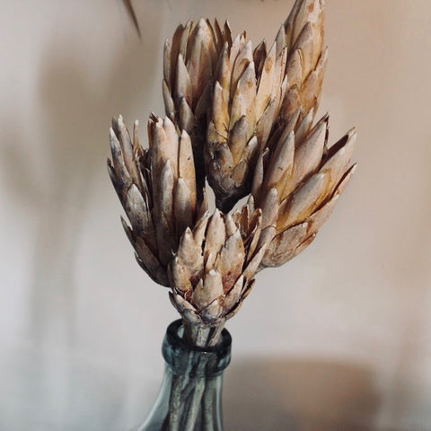 Dried protea repens flower heads. White washed for a rustic, bohemian look. Available for UK delivery.