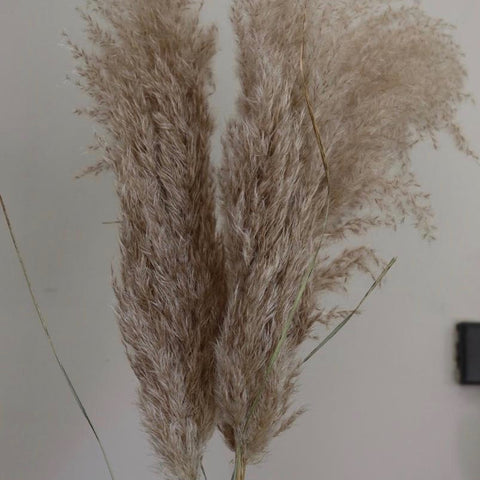 Tall, fluffy pampas grass stems for interior styling. Order online for UK delivery.