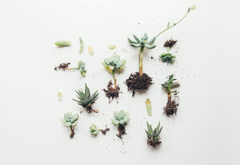 Succulent cuttings and propagation guide