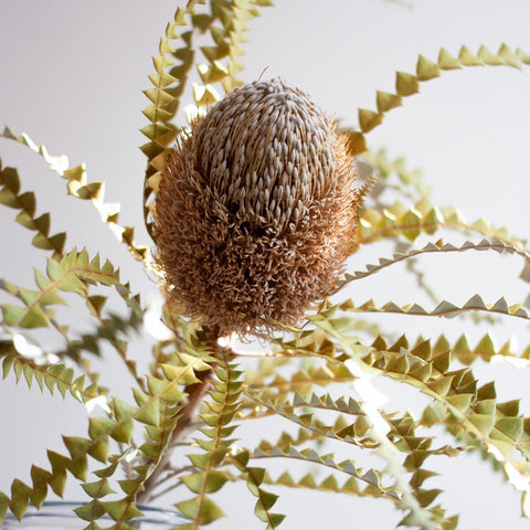 Dried Banksia Baxterii, tropical and exotic dried flower head for interior dried flower arrangements and displays. UK delivery.