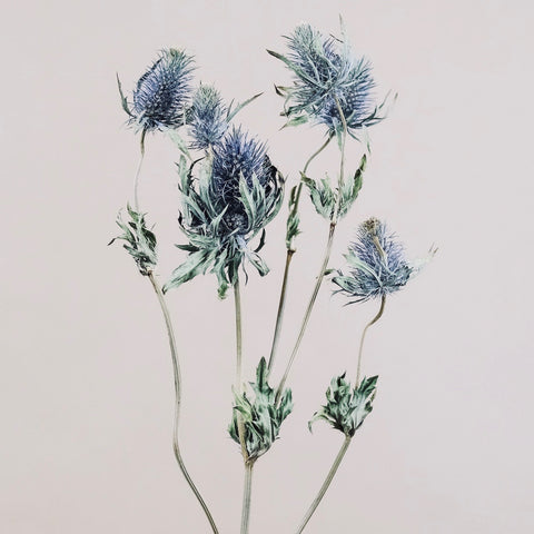 Dried eryngium flowers for dried flower bouquets and arrangements, summer inspired dried flowers