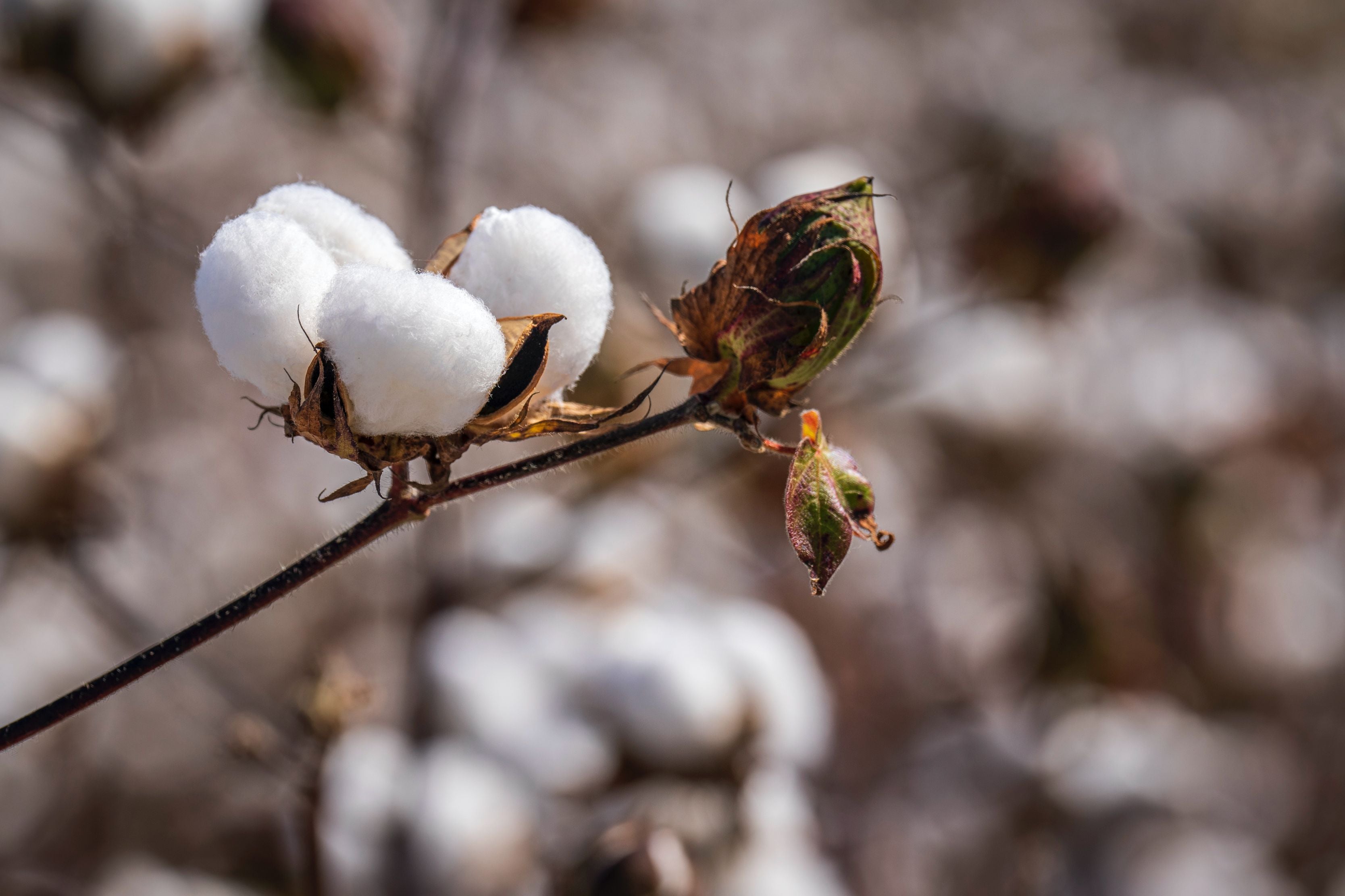 Cotton vs Linen