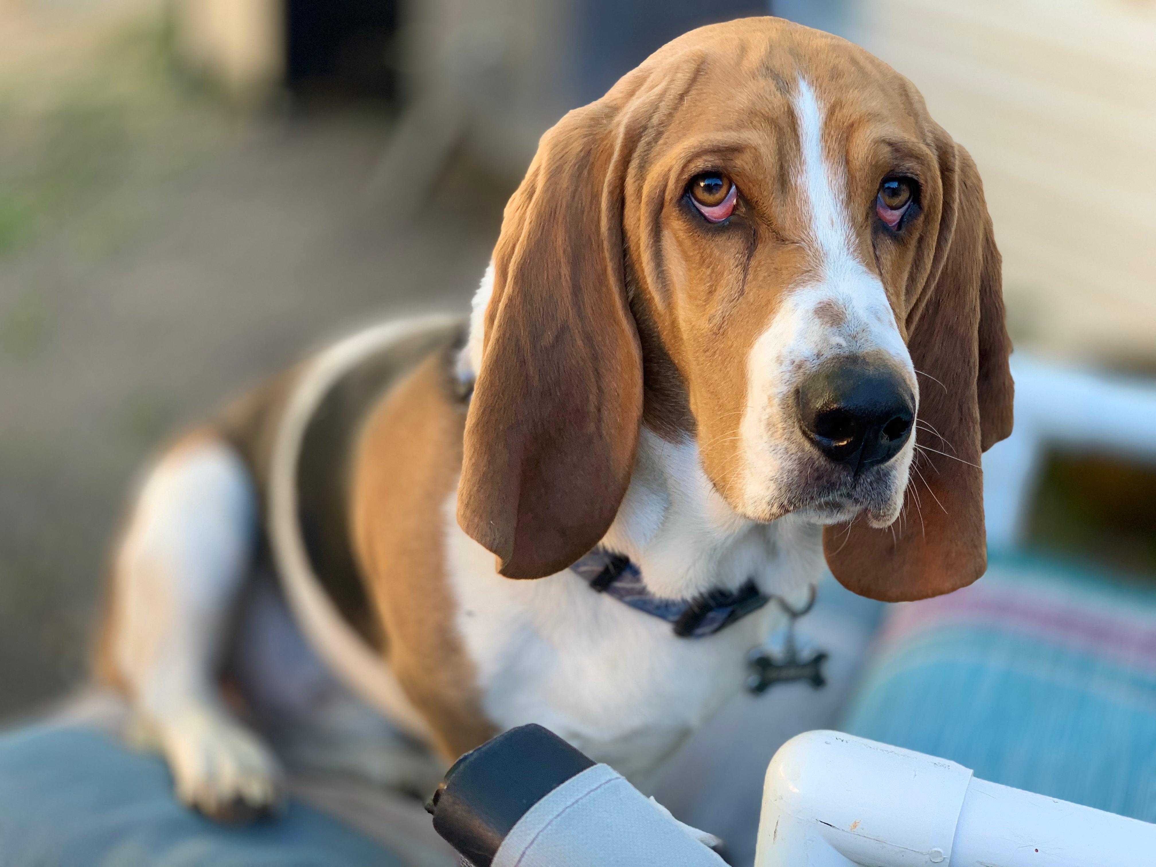 are basset hounds good as service dogs
