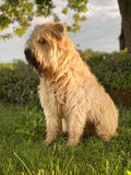 Soft coated wheaten terrier