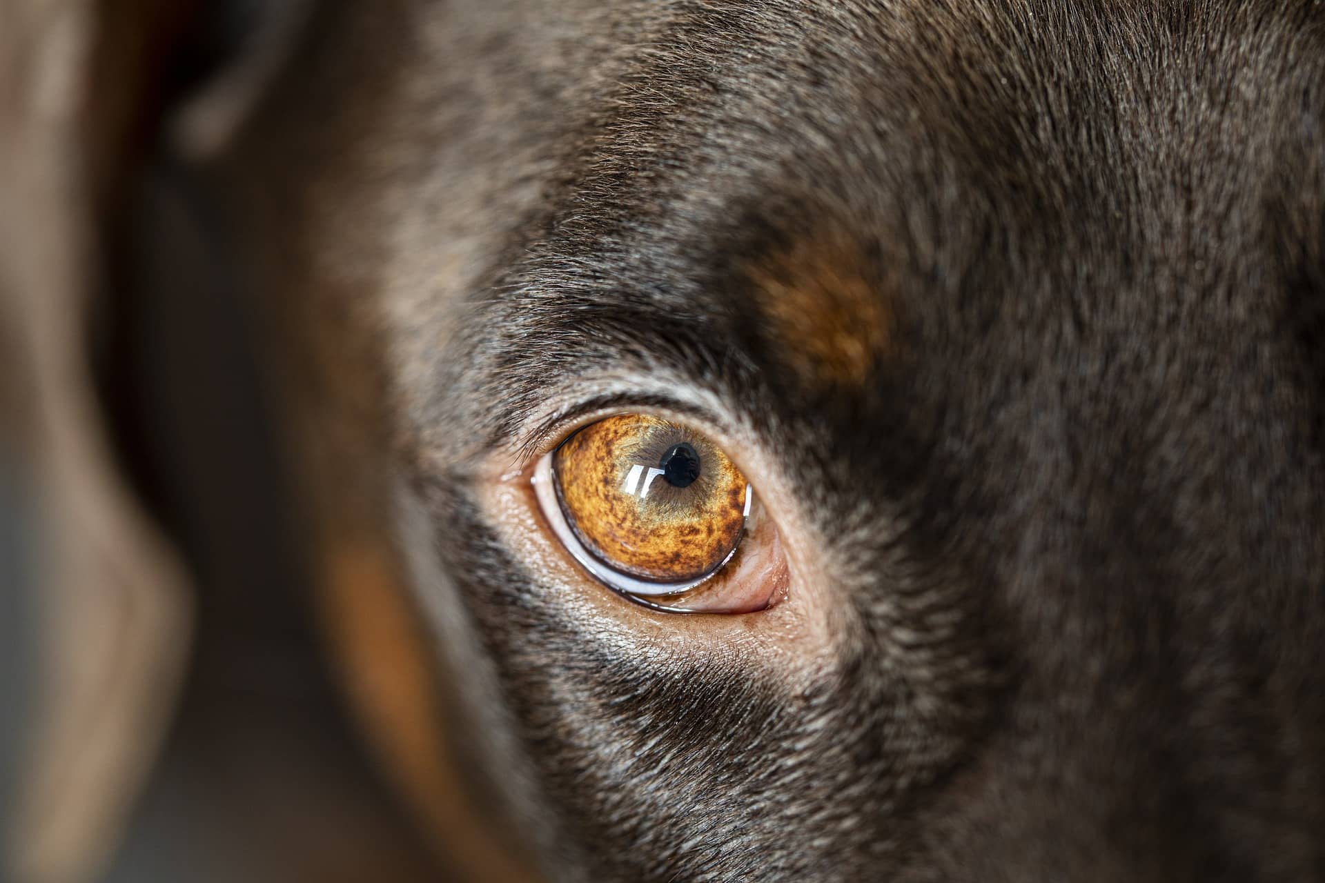 Braunes Auge eines braunen Labradors