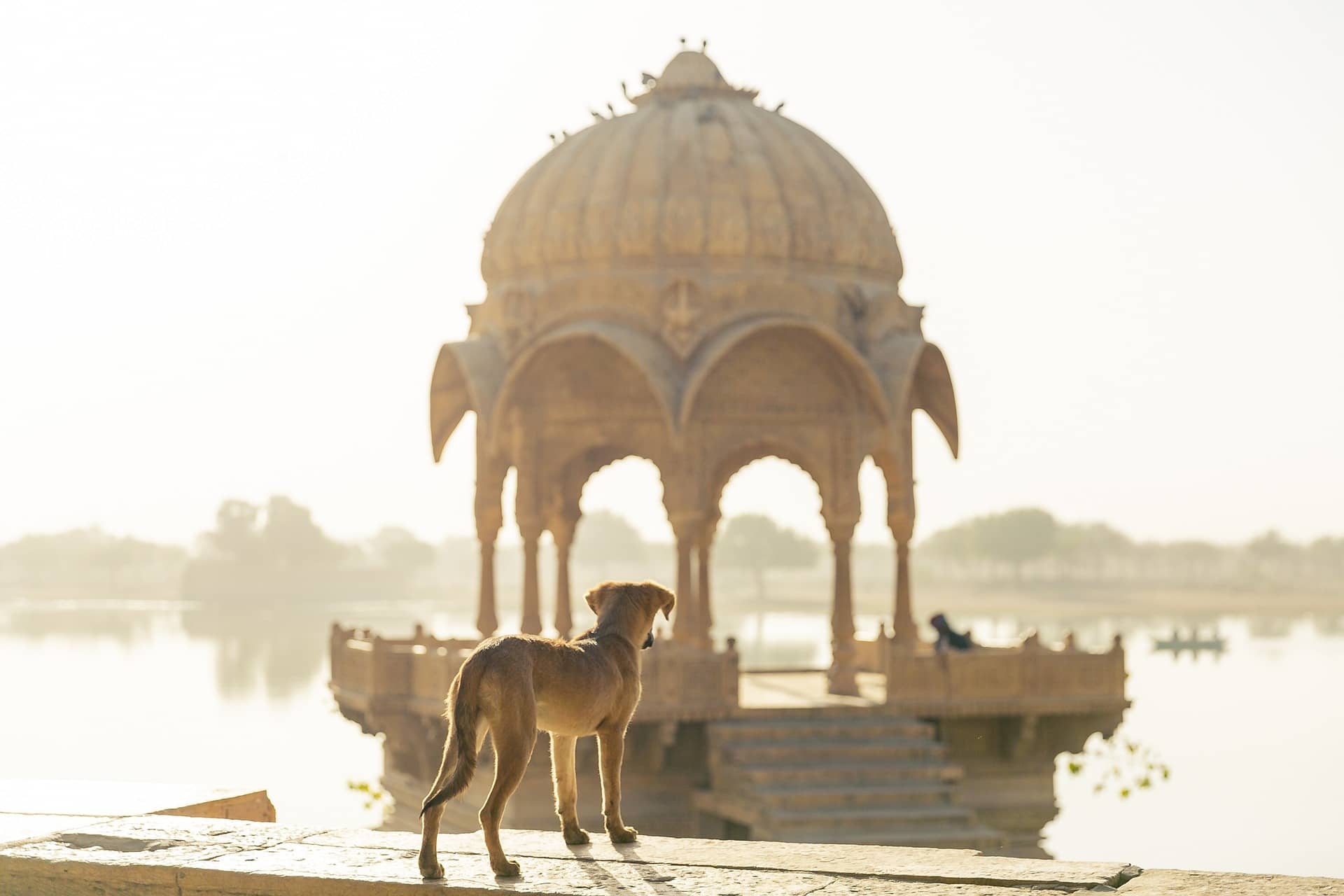 Hund steht vor einem asiatischen Tempel in der Morgensonne