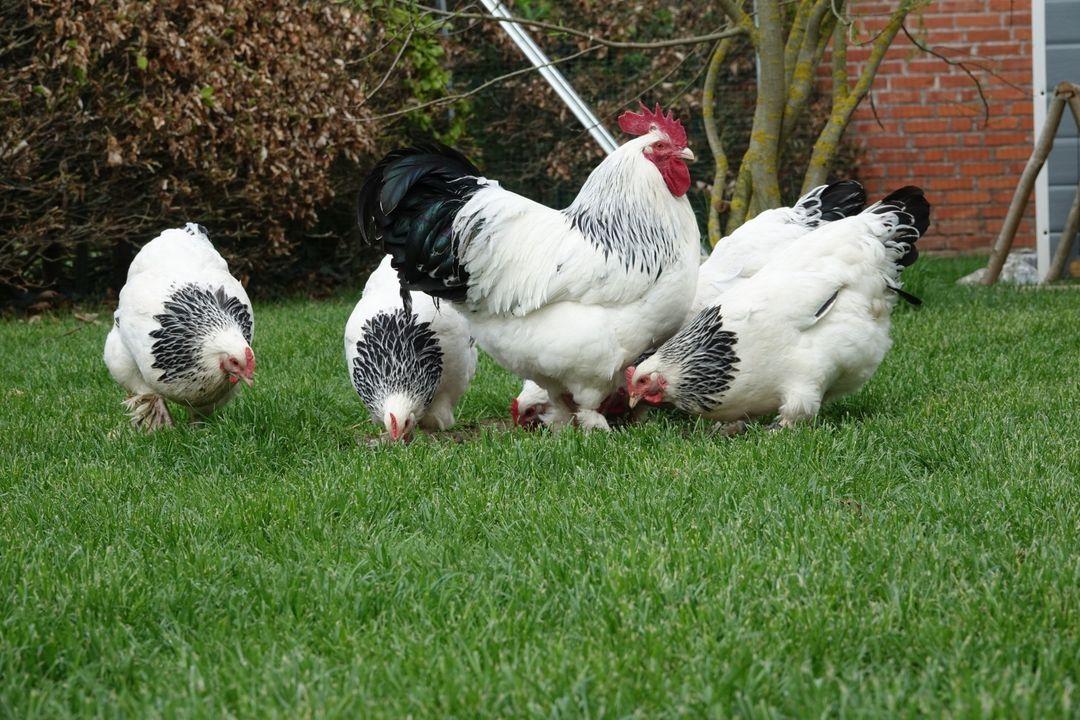5 Sundheimer Hühner picken auf Wiese