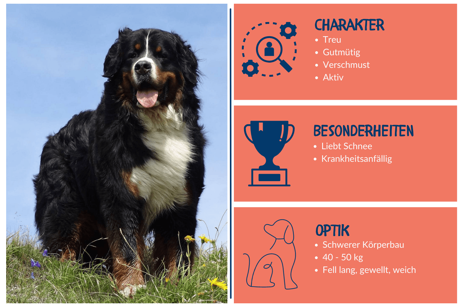 Steckbrief Berner Sennenhund