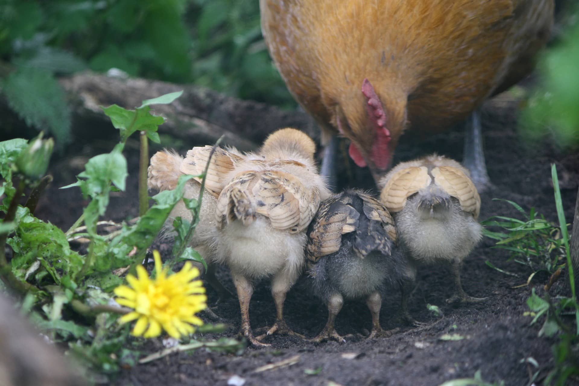 4 Küken und ein Huhn stehen auf Erde