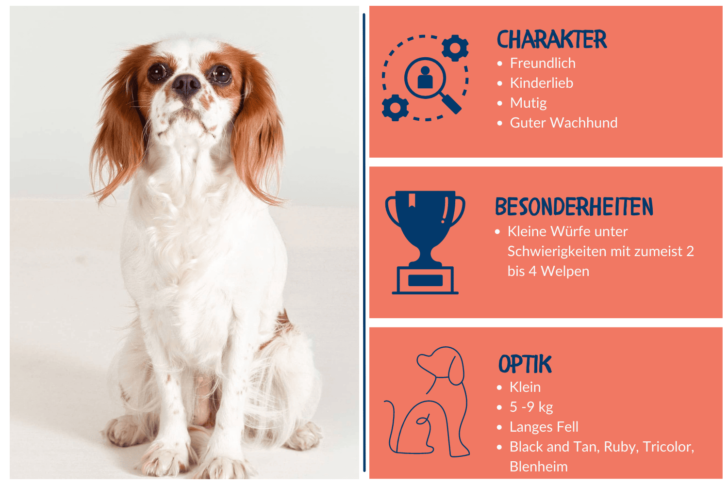 Steckbrief Cavalier King Charles Spaniel