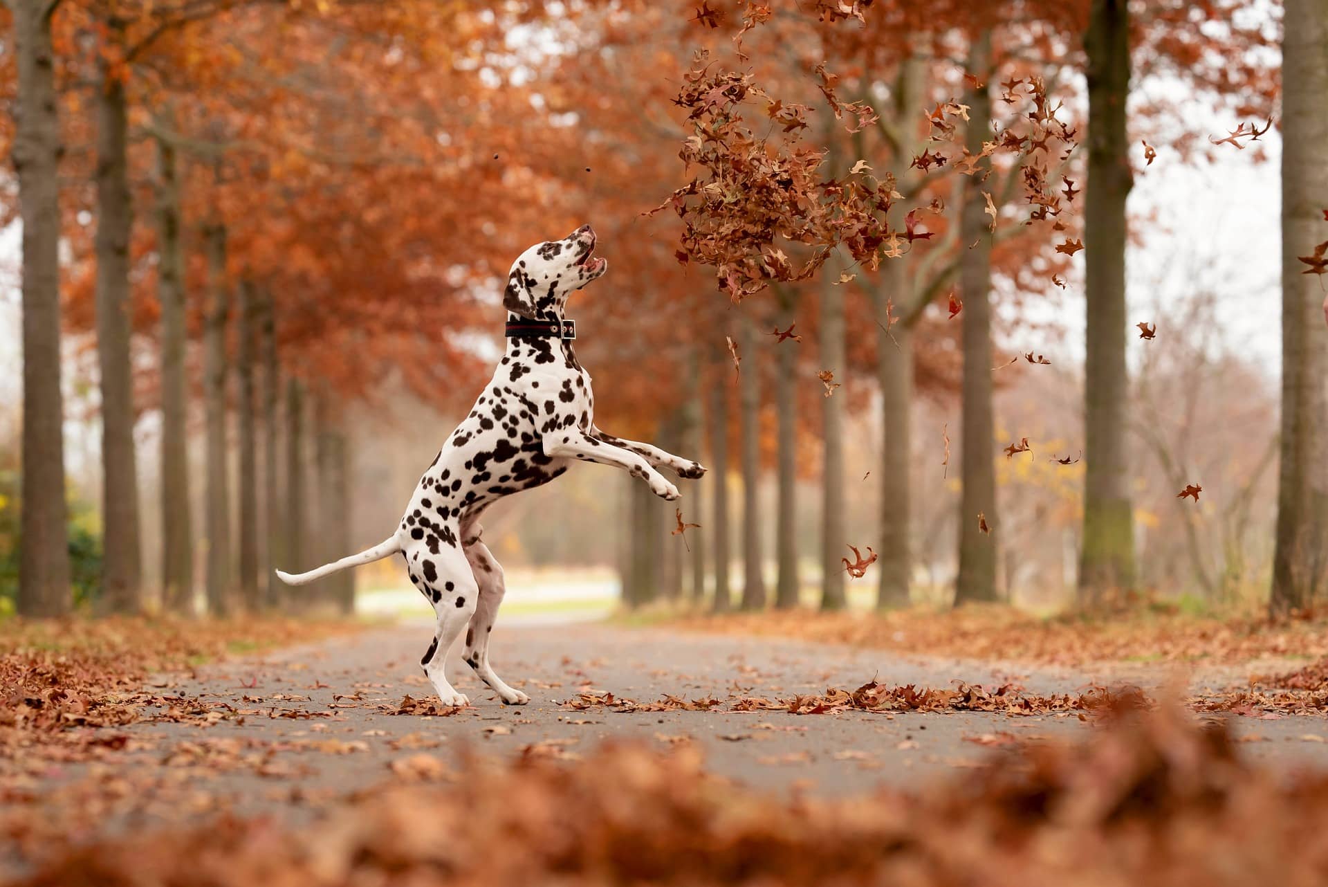 Dalmatiner springt auf Waldweg im Herbst