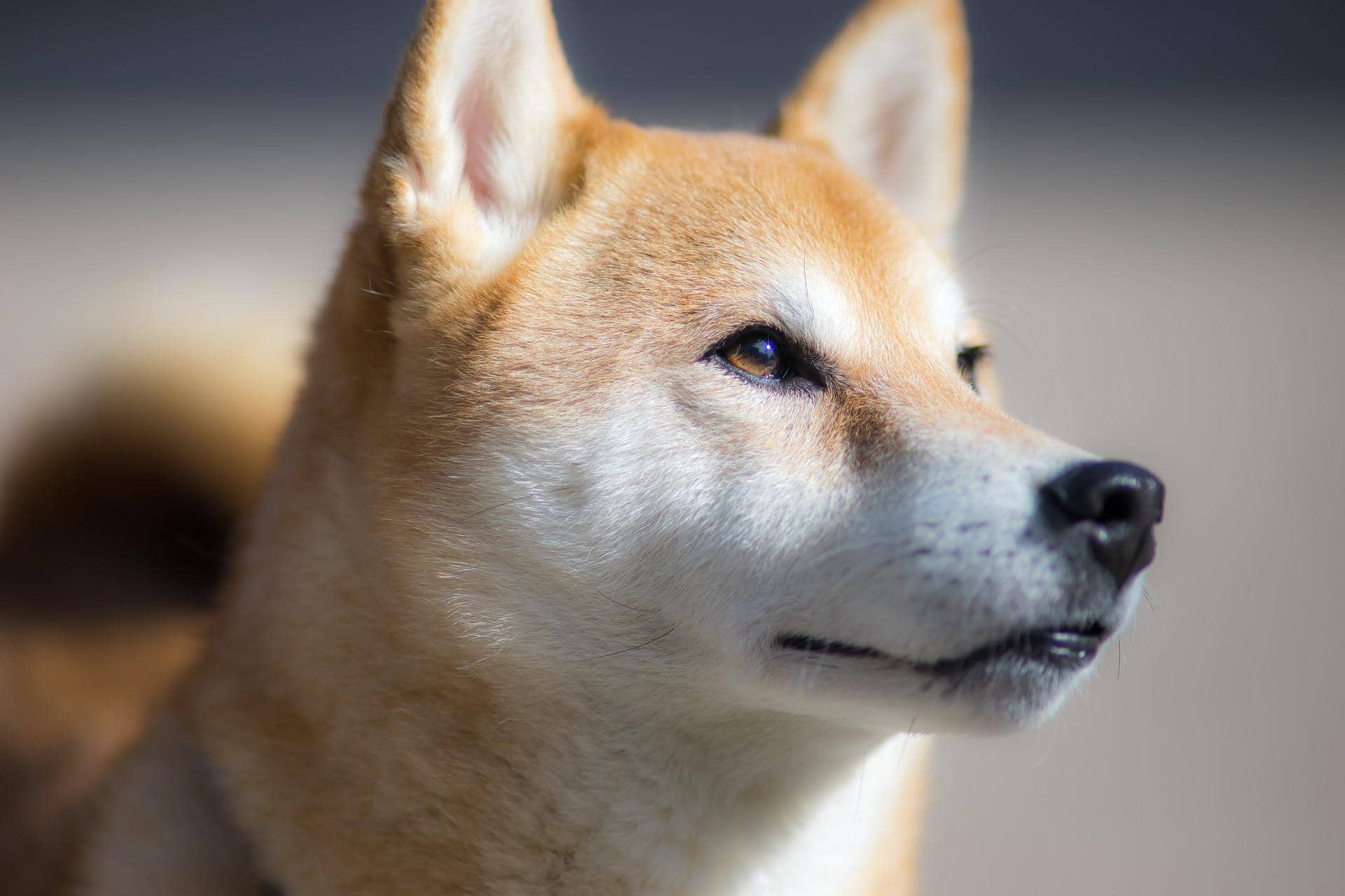 Ein Shiba Inu guckt in die Ferne