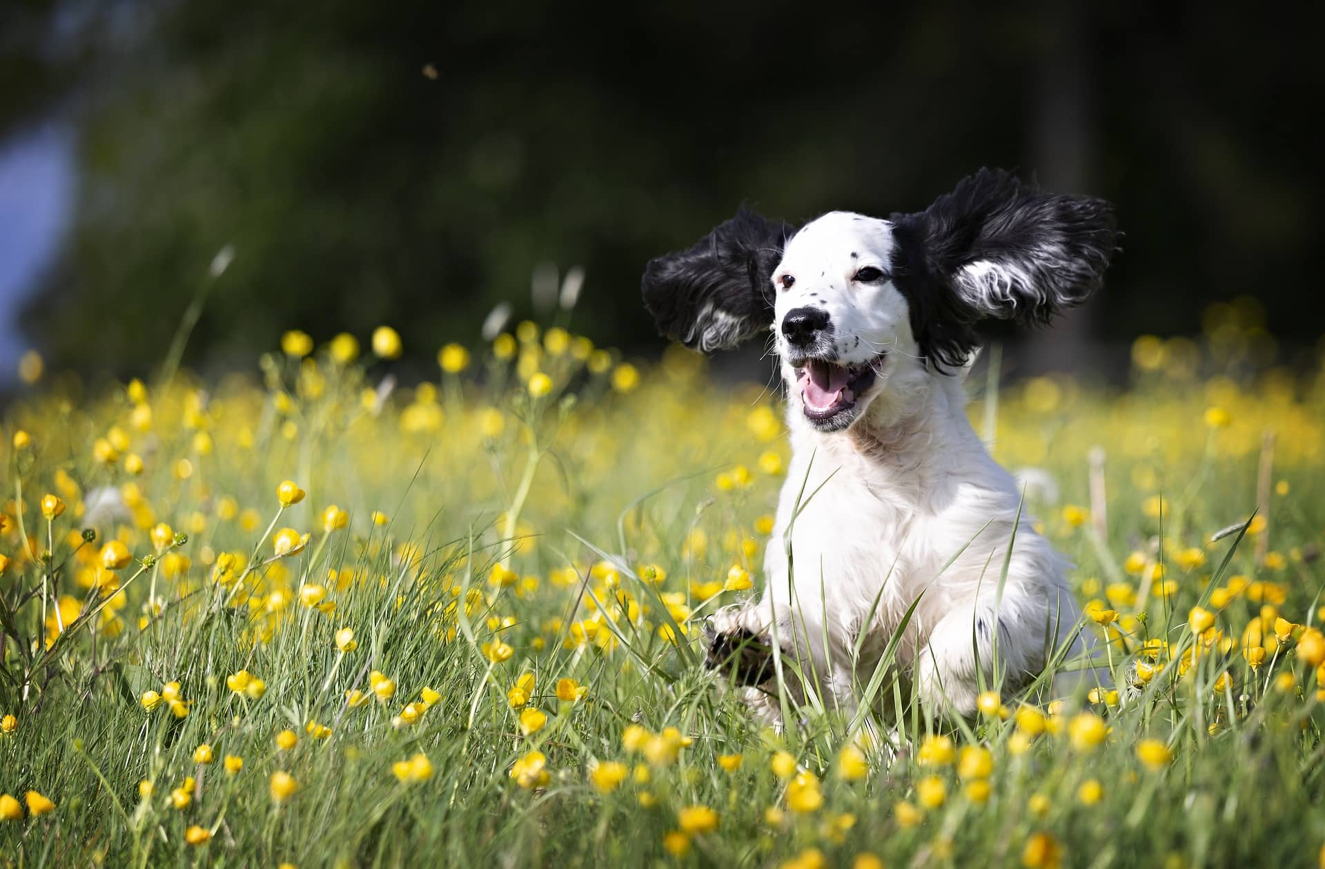 Hund springt durch eine gelbe Rapswiese