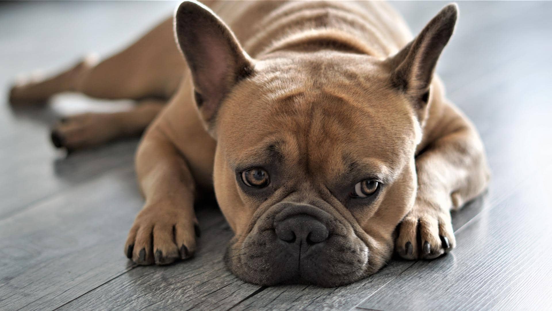 Französische Bulldogge liegt auf grauem Teppich