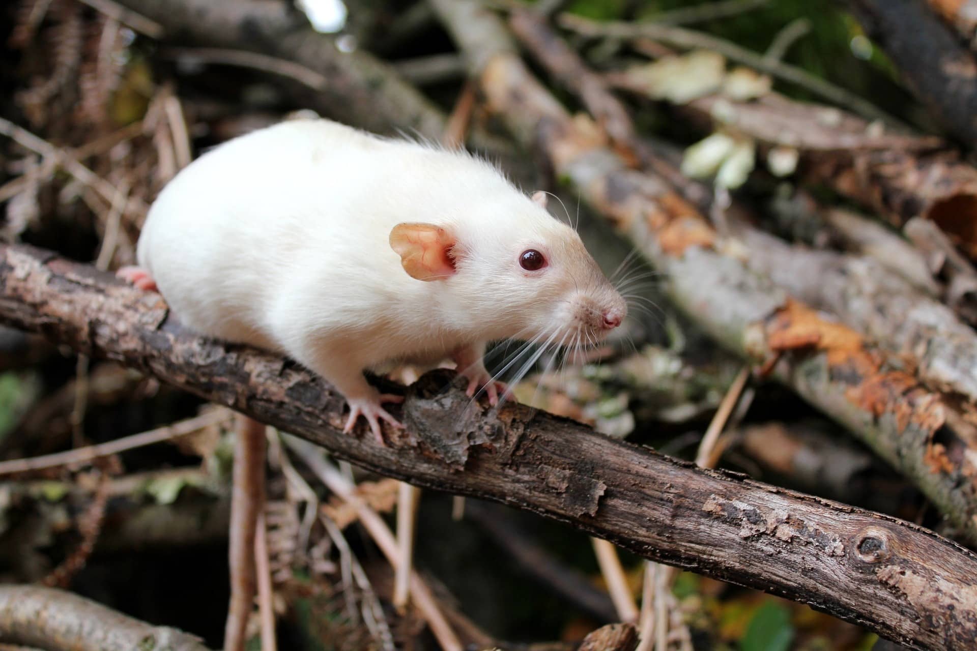 Ratte balanciert auf Stock