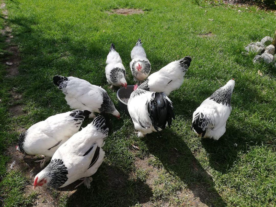 8 Sundheimer Hühner auf Wiese