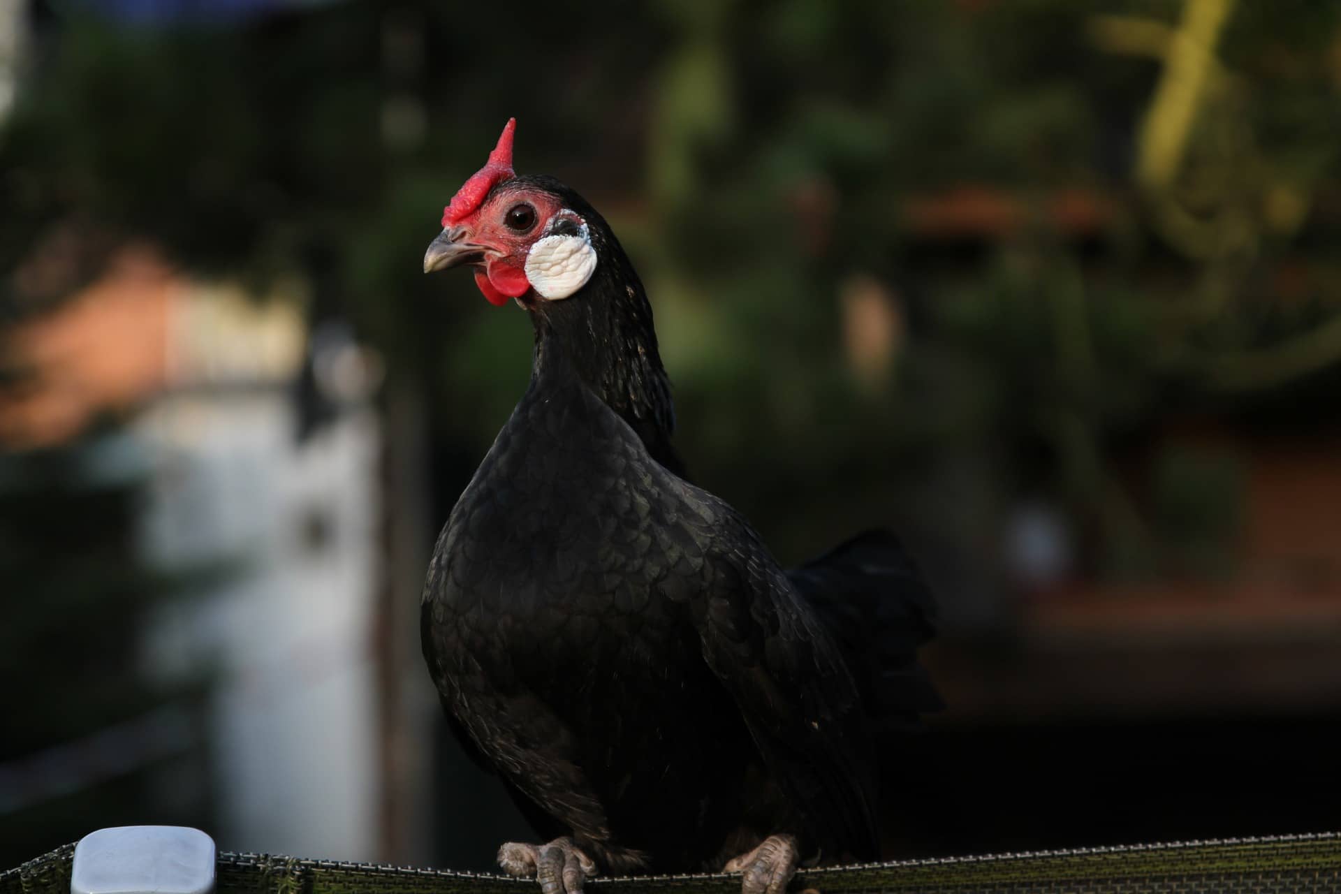 Bantam Huhn in der Nahaufnahme mit weißen Ohrscheiben