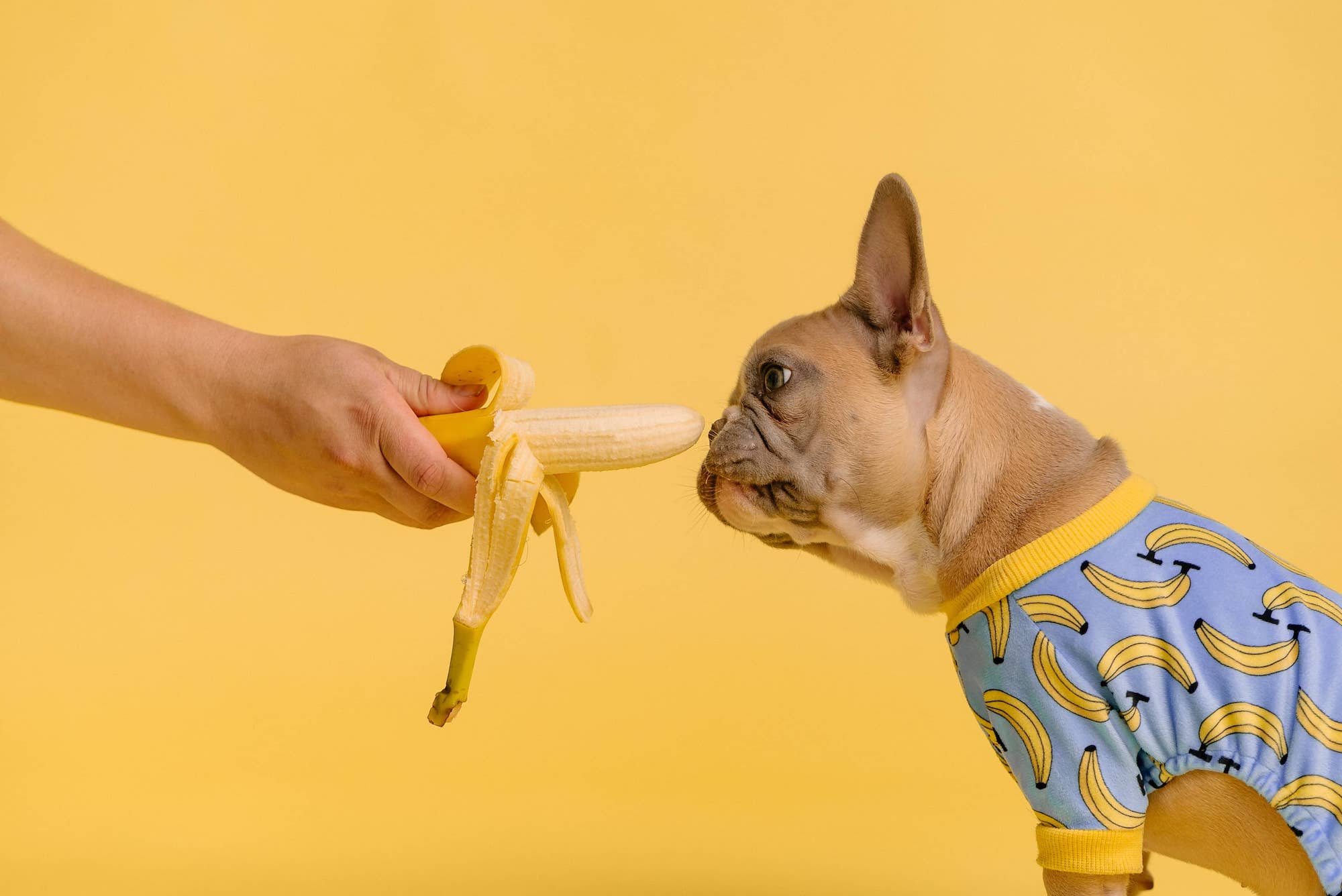 Französische Bulldogge schnuppert an einer Banane