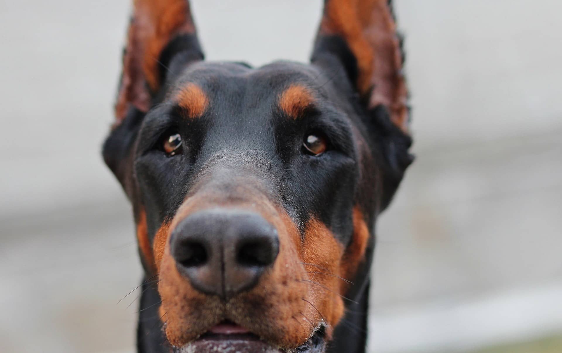 Dobermann mit seinem wachsamen Blick