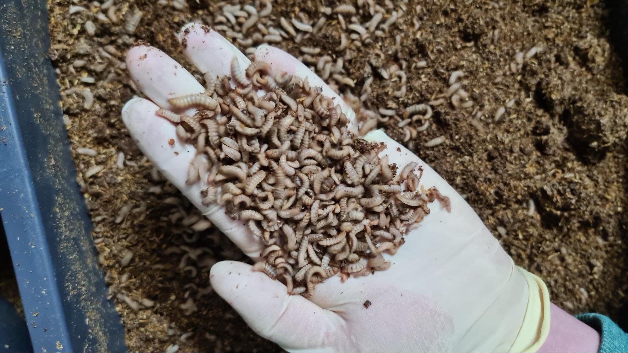 Lebende Larven der schwarzen Soldatenfliege auf einem Hand