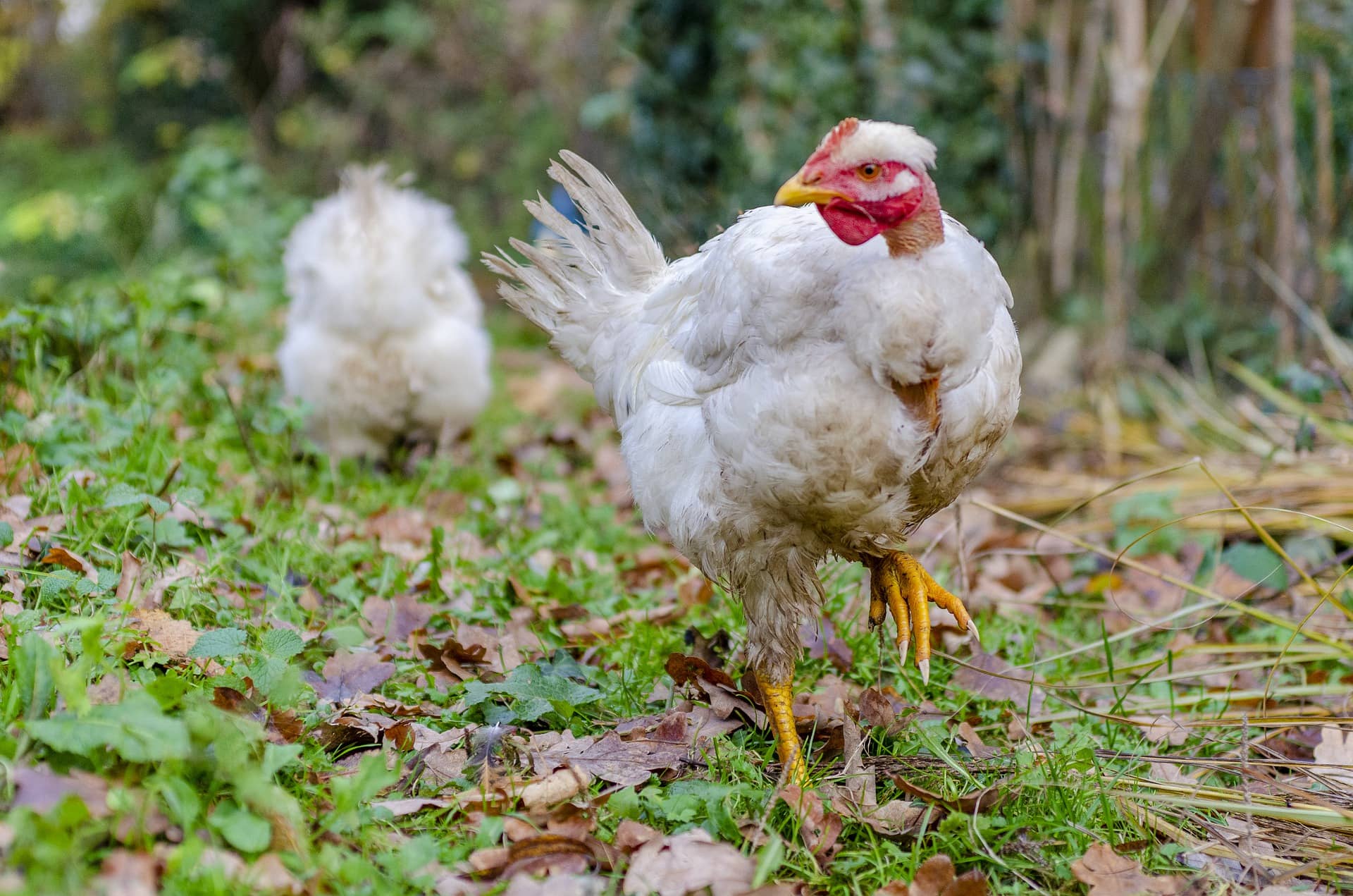 2 Hühner auf Wiese