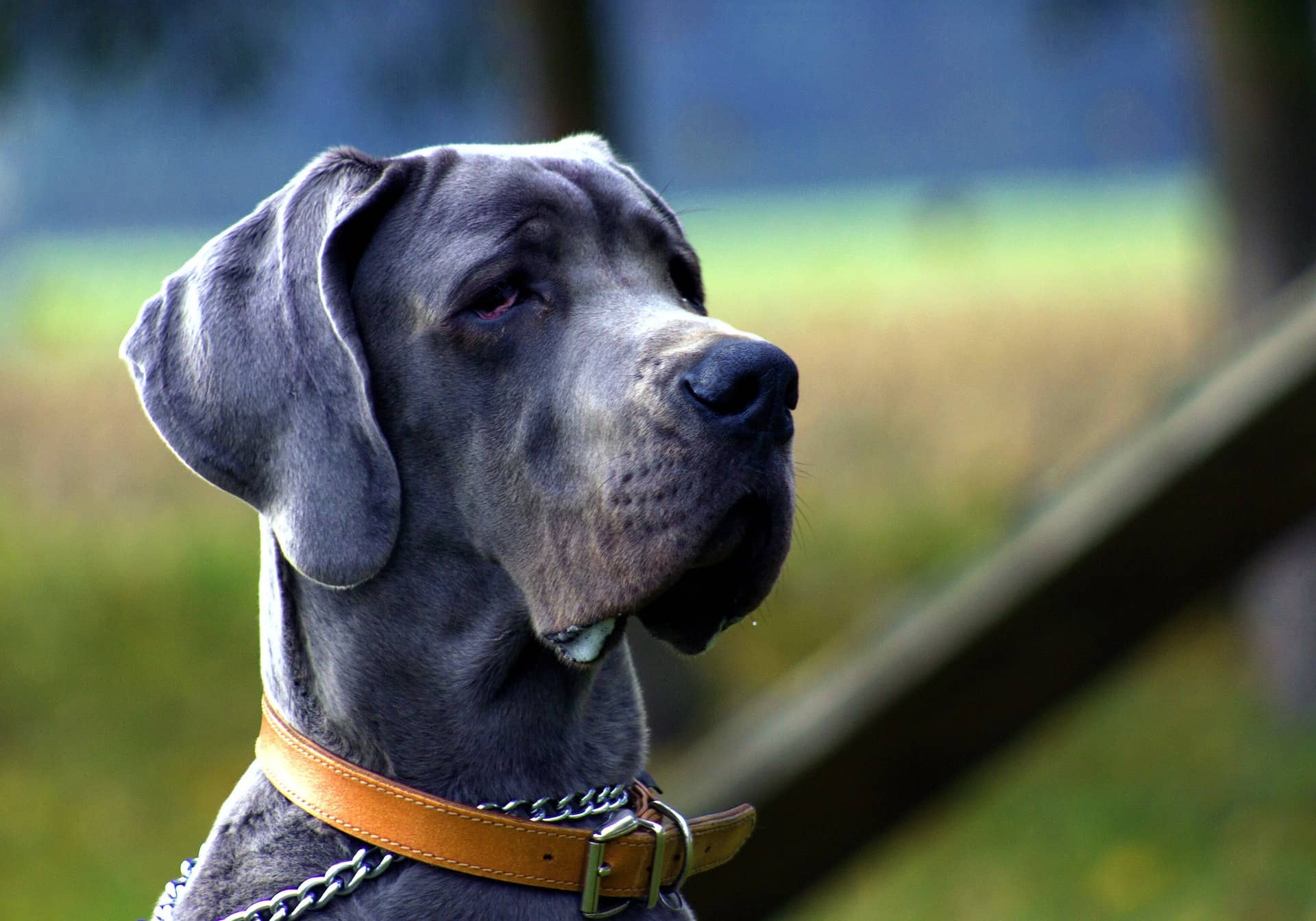 Deutsche Dogge mit blauem Fell