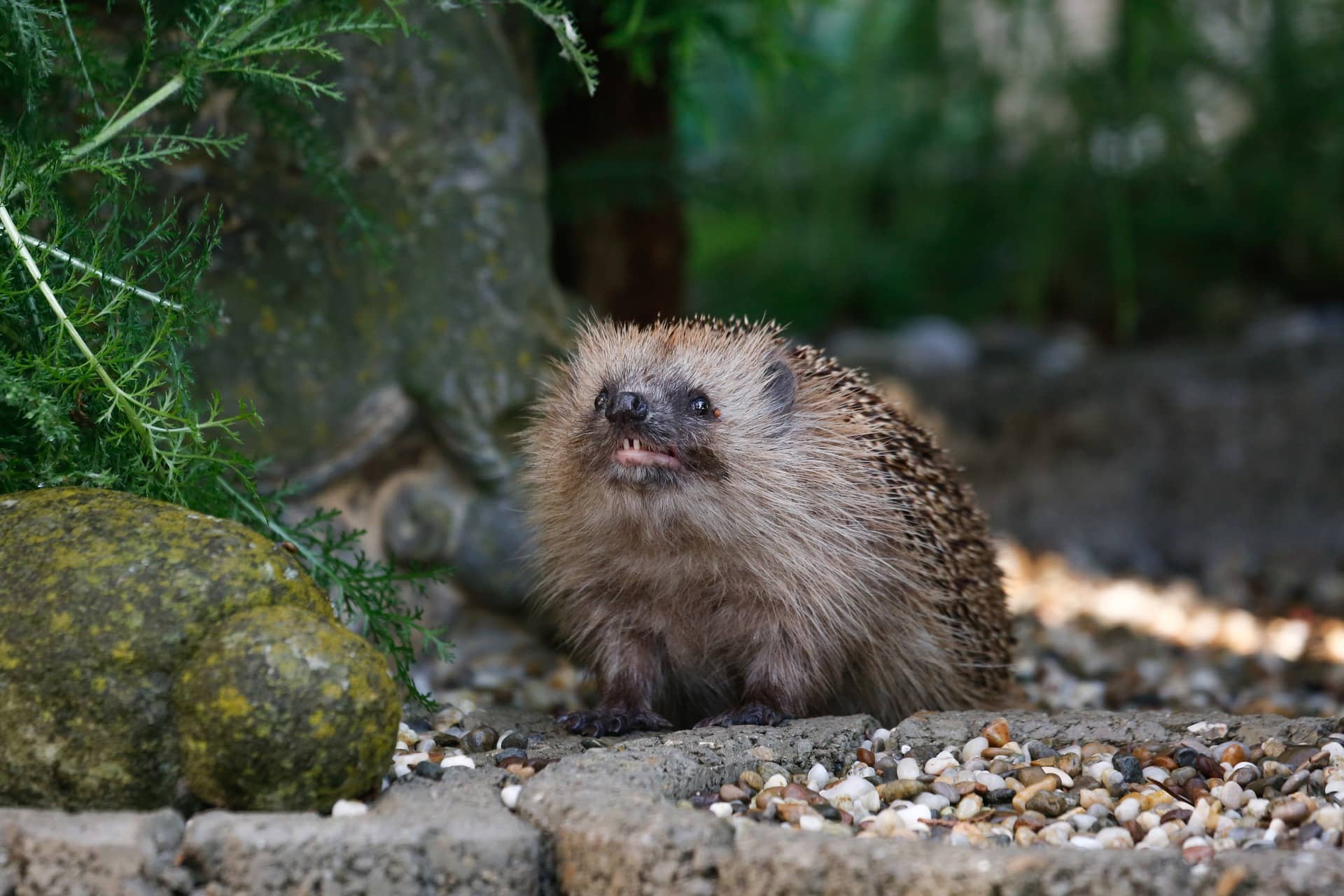 Igel streckt die feine Nase in die Luft