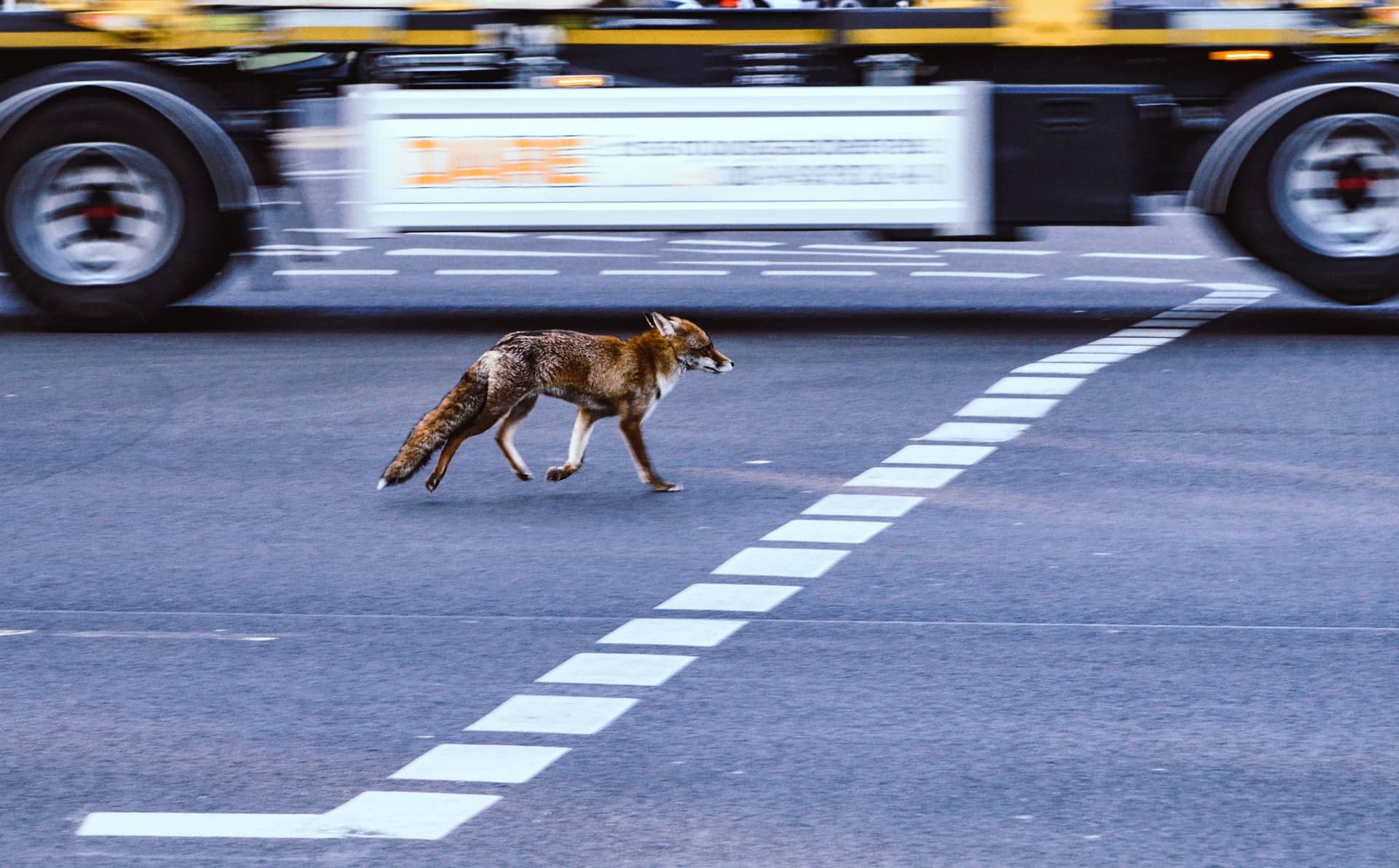 Fuchs auf Straße