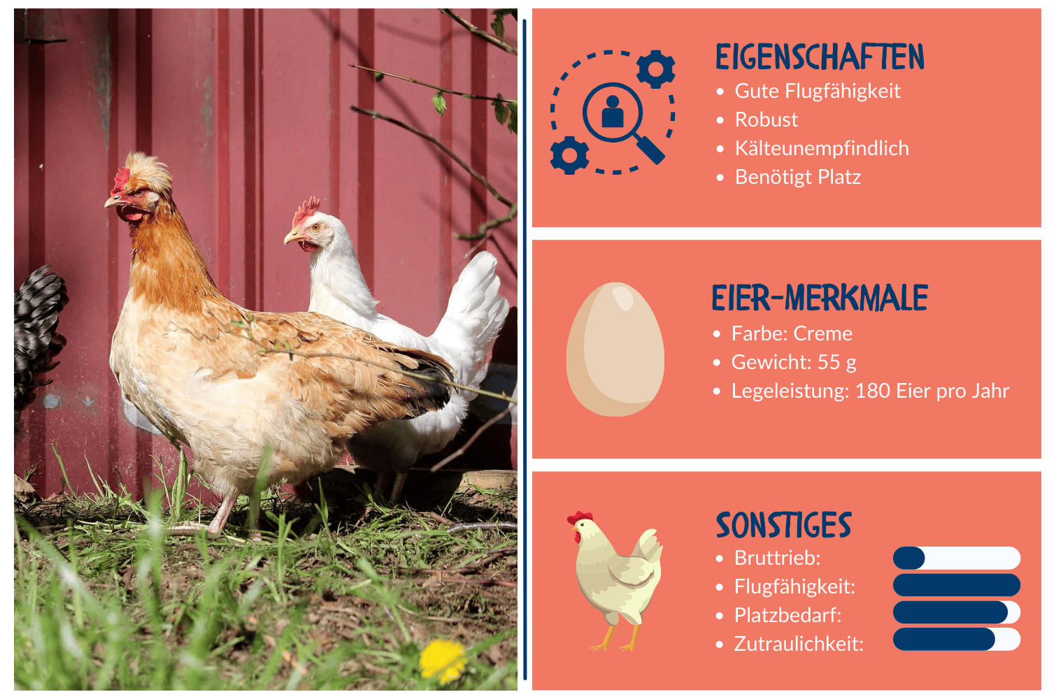 Steckbrief und Eigenschaften vom Sulmtaler Huhn