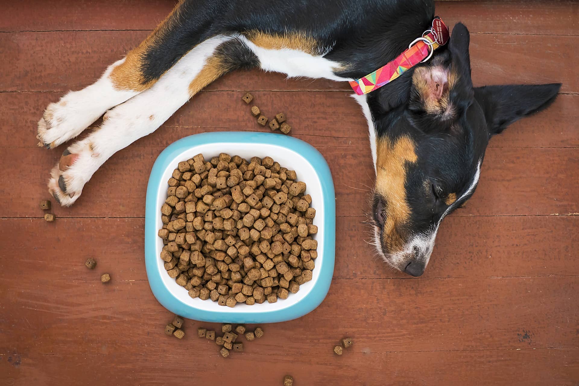 Hund liegt neben einem vollen Napf Futter auf braunem Laminat