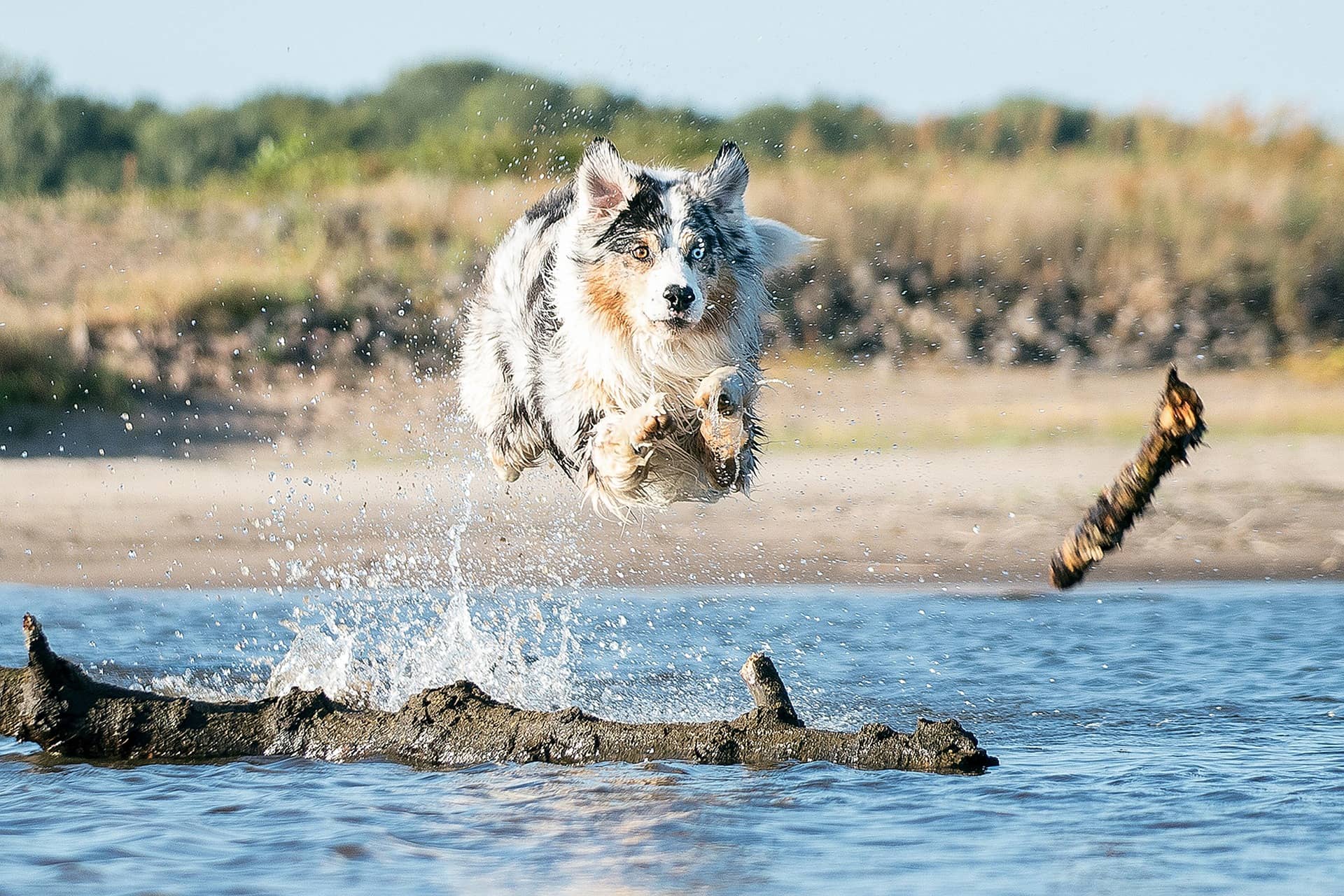 Hund springt im Wasser und Jagd einen Stock