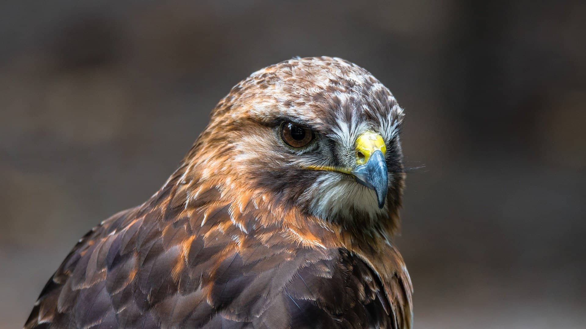 Bussard Nahaufnahme