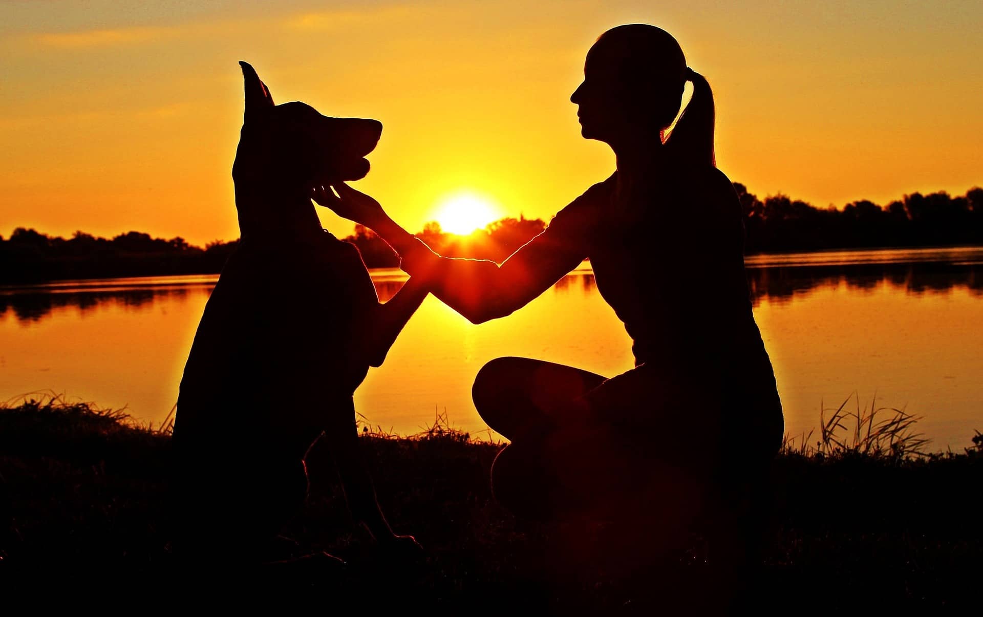 Dobermann mit Frauchen im Sonnenuntergang