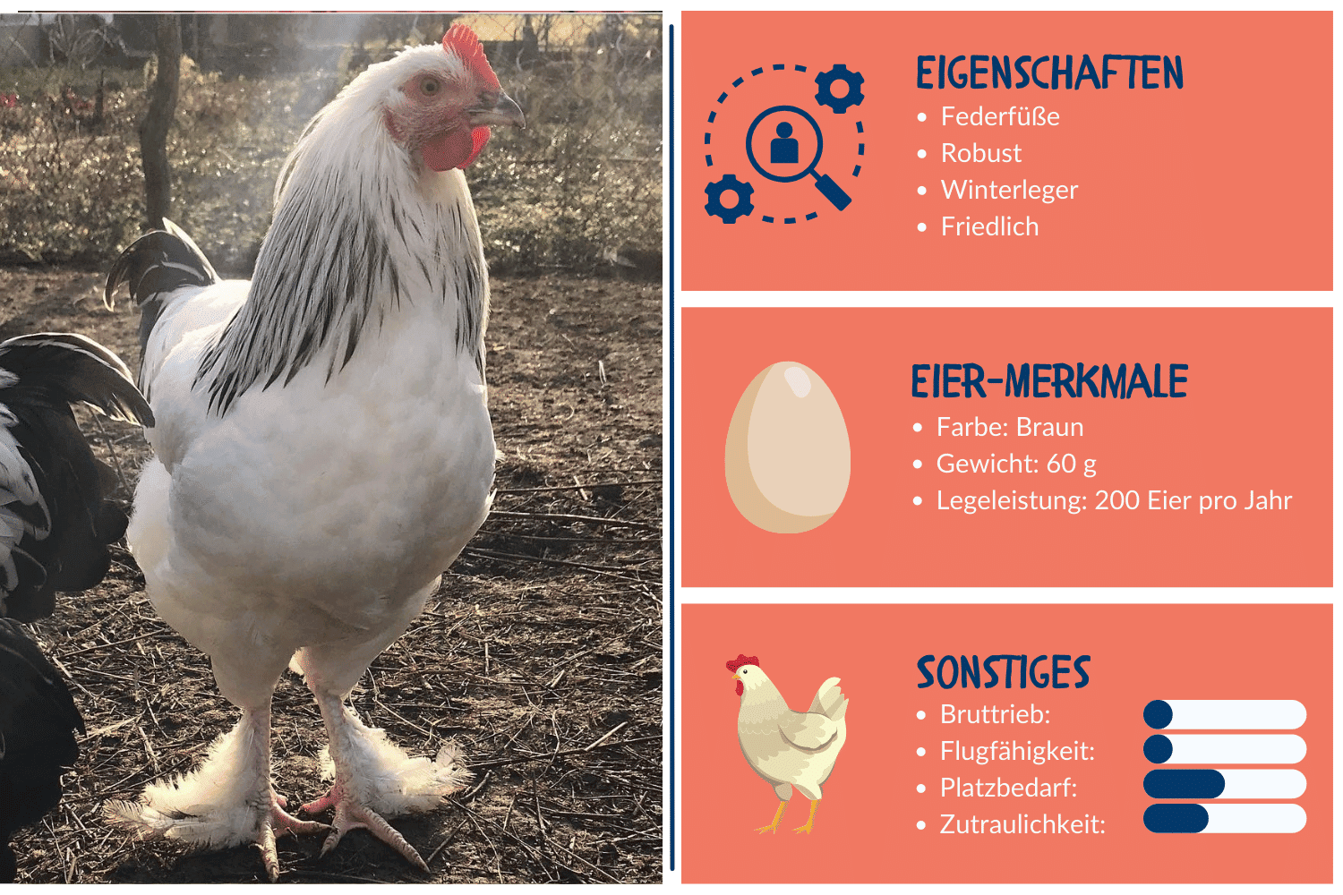 Steckbrief Sundheimer Huhn